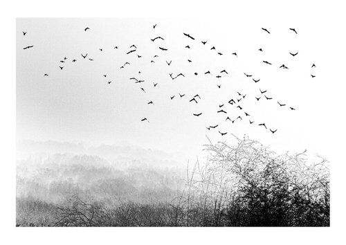Midwinter #6 Limited Edition #1/25 Fine Art Photograph of Bare Winter Trees and Birds Flying by Graham Briggs