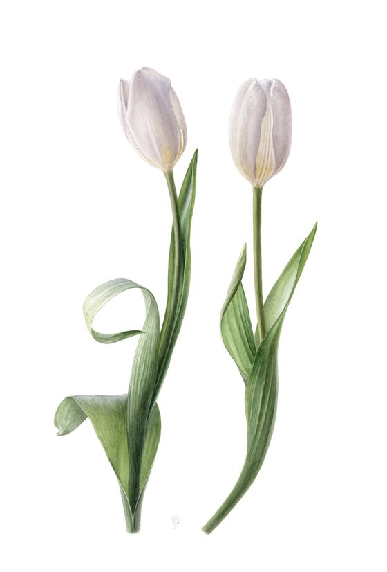 Couple of White Tulips