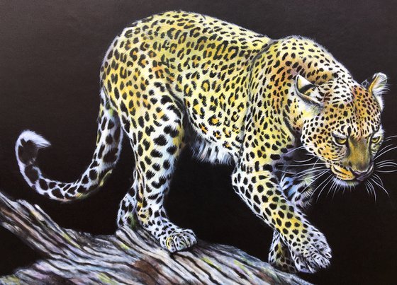 Midnight Beauty Leopard