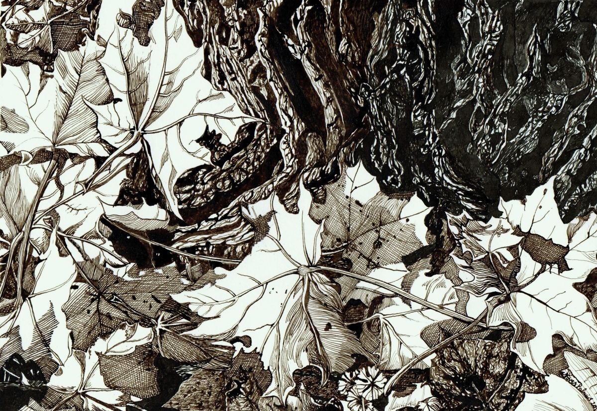 Photorealistic Botanical Ink Drawing By Nives Palmic, 12 X 8", Short Autumn Light, Original Artwork