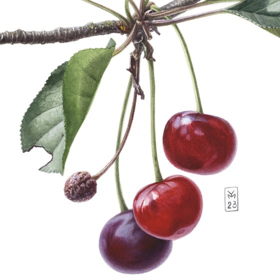 Cherry Branch