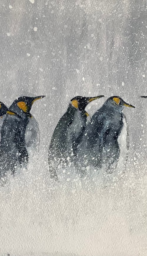 Penguins by Darren Carey