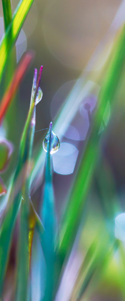 Rainbow Walkers - matted by Inna Etuvgi