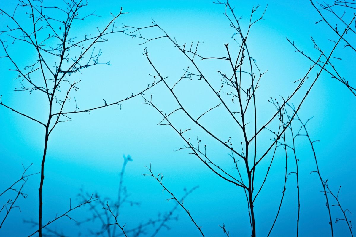 Botanical Photograph By Tal Paz-Fridman, 22 X 16", Twilight In The Outdoors, Original Artwork