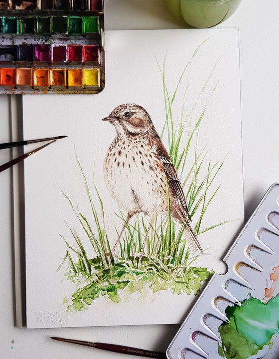 Meadow pipit,  birds, wildlife watercolours