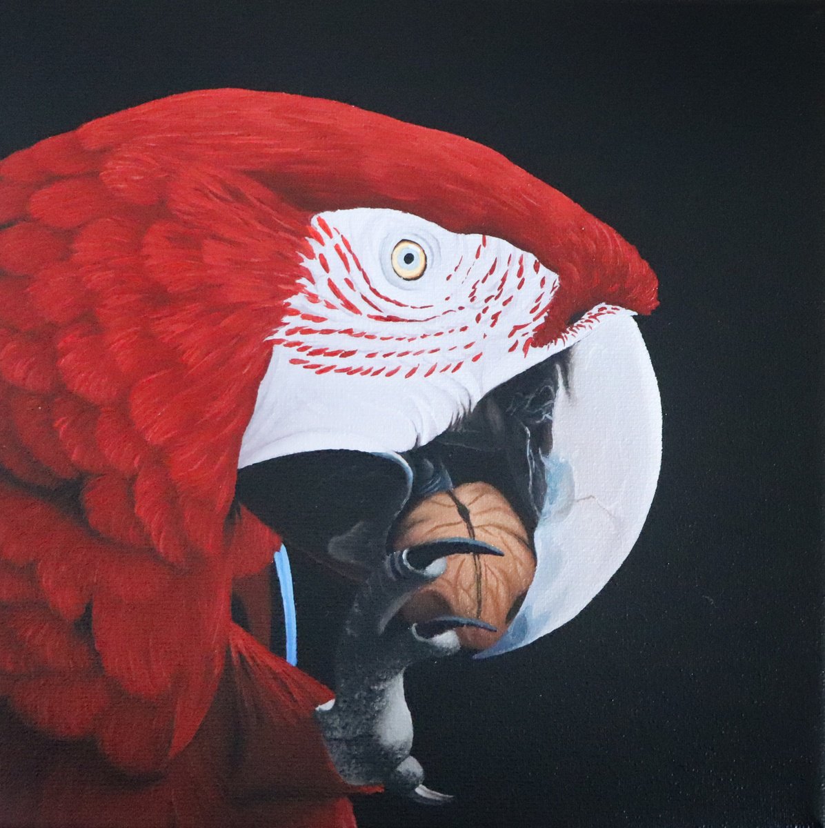 Photorealistic Animal Oil Painting By Milie Lairie, 8 X 8", Ara Macao, Original Artwork