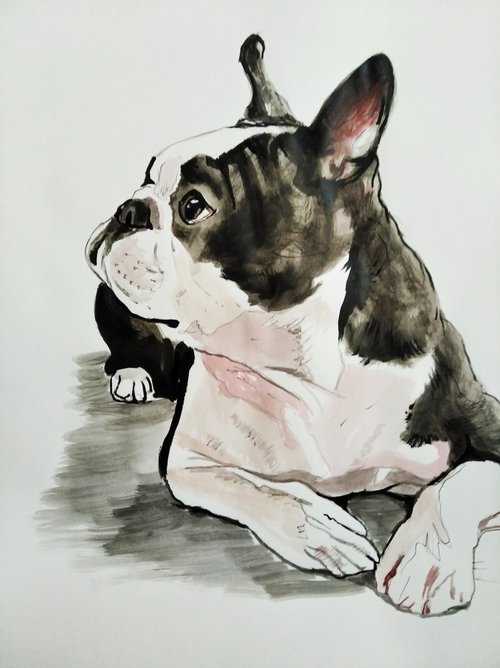 Boston Teriier Dog by Soso Kumsiashvili