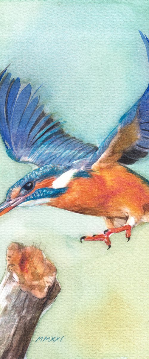 BIRD CC - Kingfisher by REME Jr.