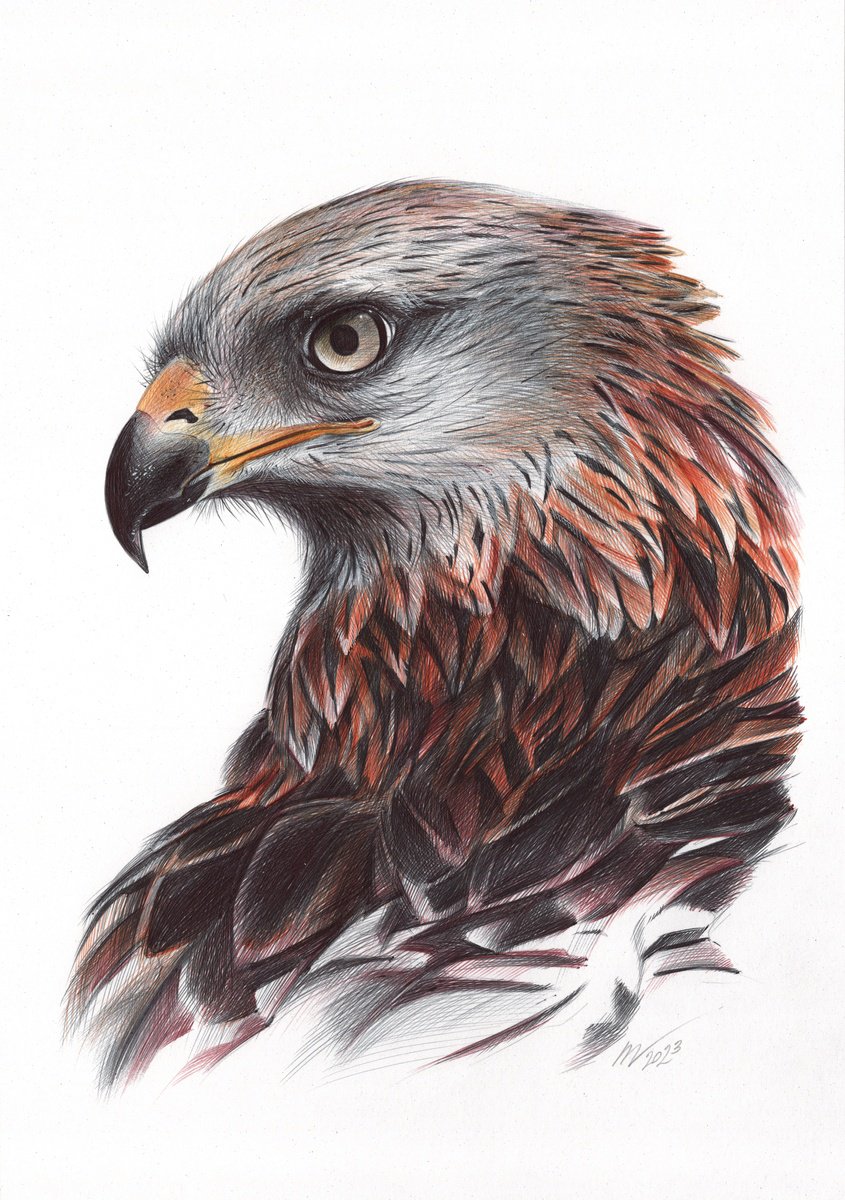 Red Kite (Realistic Ballpoint Pen Bird Portrait) by Daria Maier