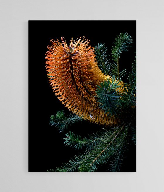 Heath-Leaved Banksia
