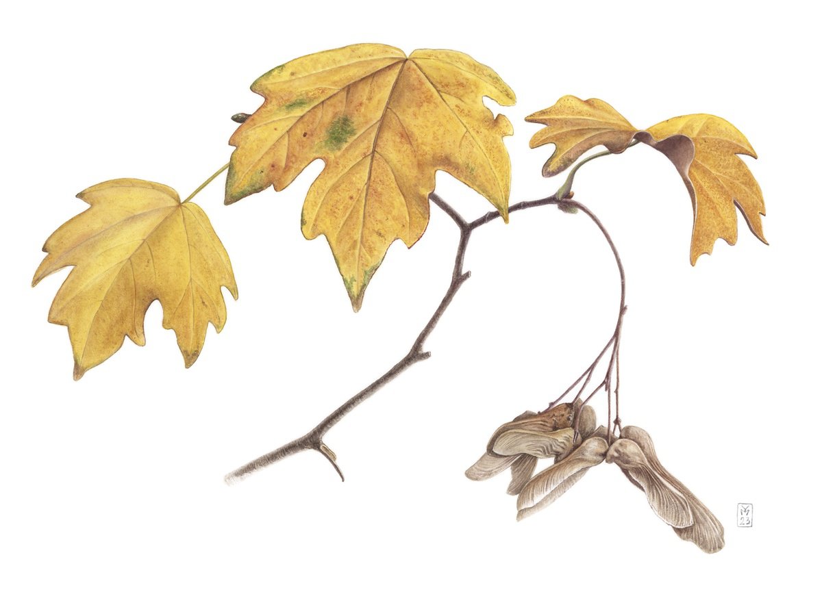 Maple Branch by Yuliia Moiseieva