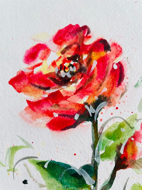 Blaze of Red Roses 1