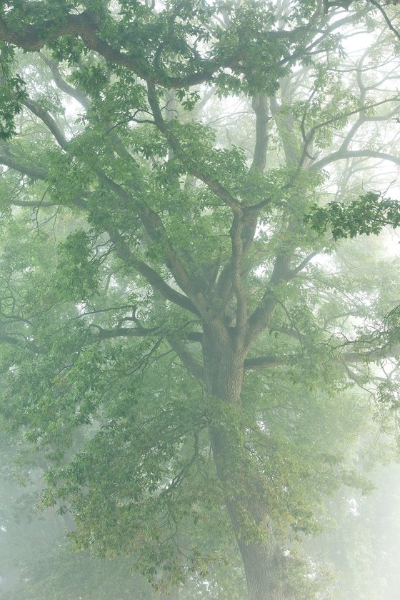 Old Oak in Fog