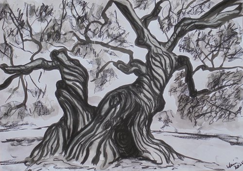 Millennium Olive Tree II by Kirsty Wain