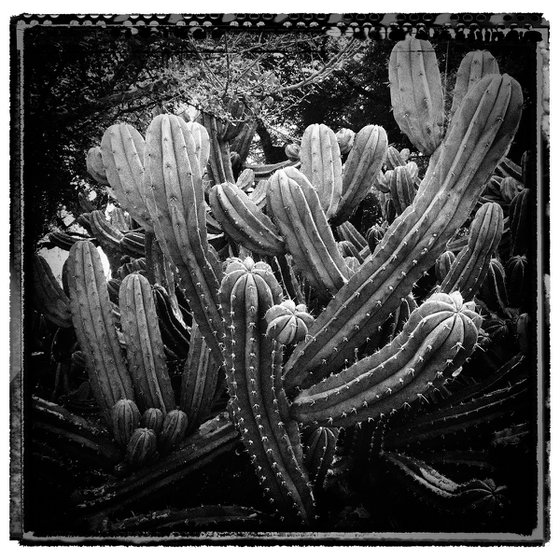 Cactus, LA