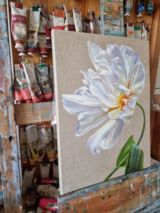 White tulip