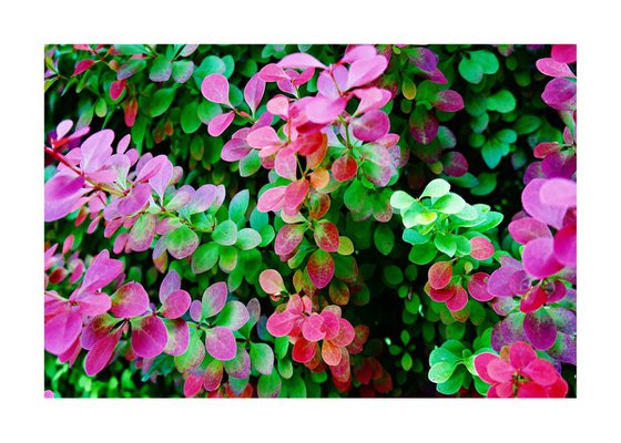 Macro Nature Photography Flowers & Plants 08