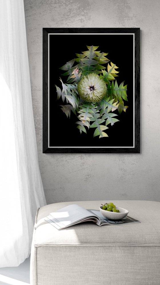 Bird's Nest Banksia