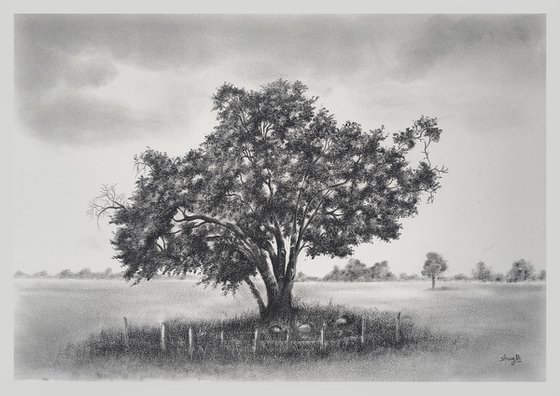 English Oak