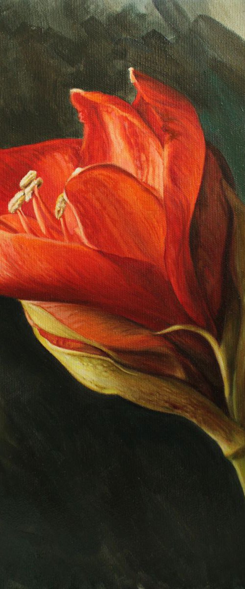 red amaryllis by Julia Diven