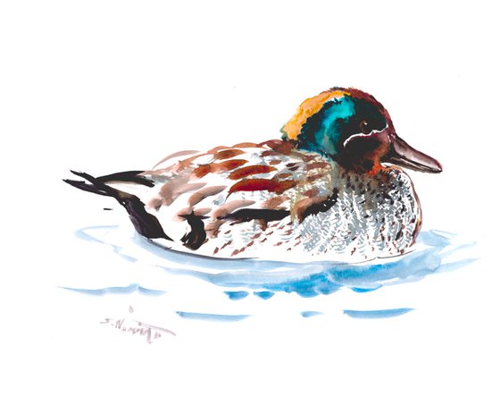 Eurasian Teal