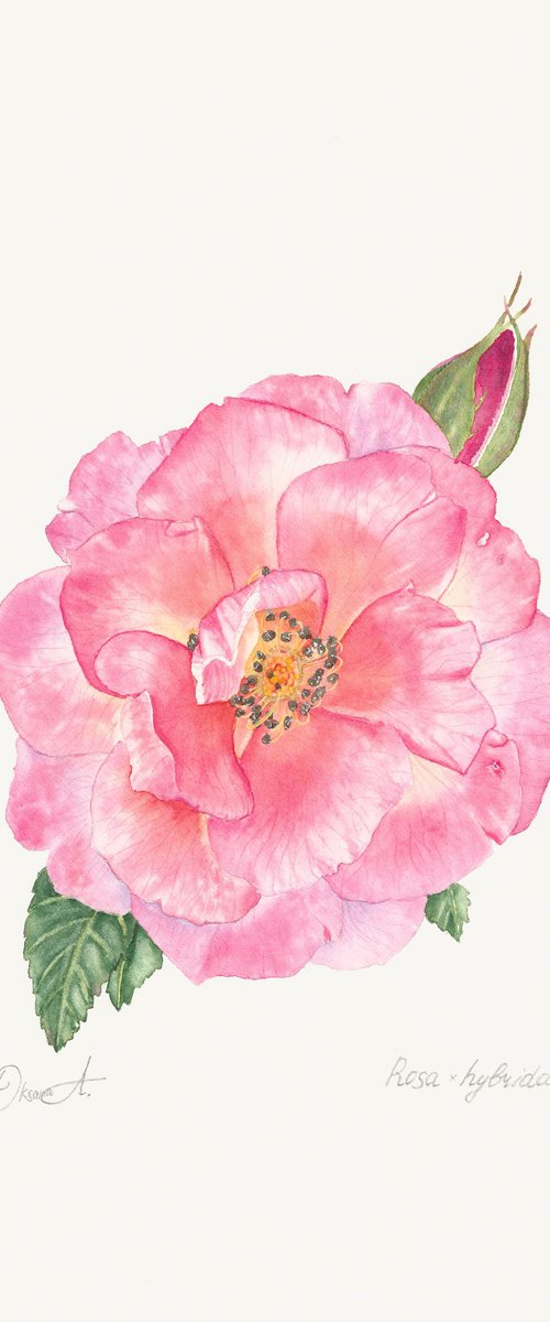Pink Garden Rose by Oksana Abdukadyrova