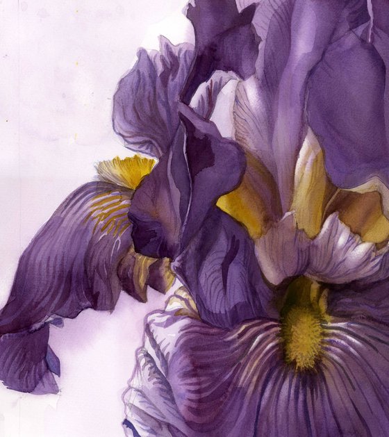 purple iris watercolor floral