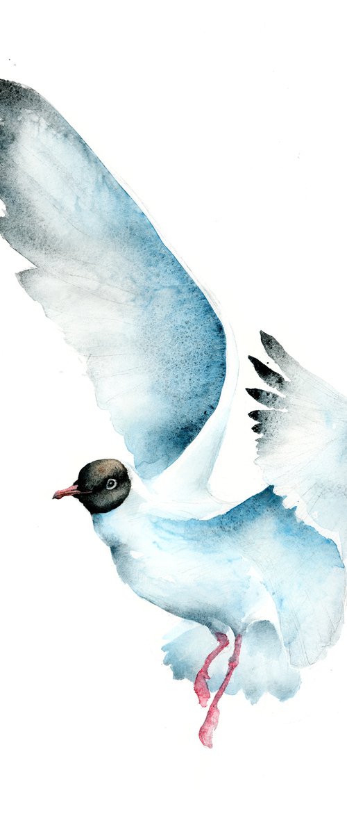 Black-headed Gull, flying bird, wildlife and animals watercolours by Karolina Kijak