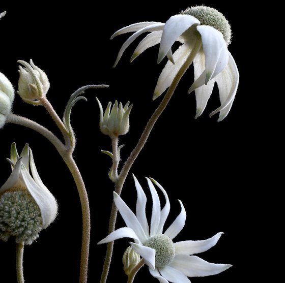 Flannel Flower