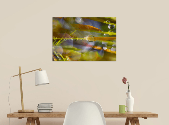 Mossy Dreamscapes - studio edition