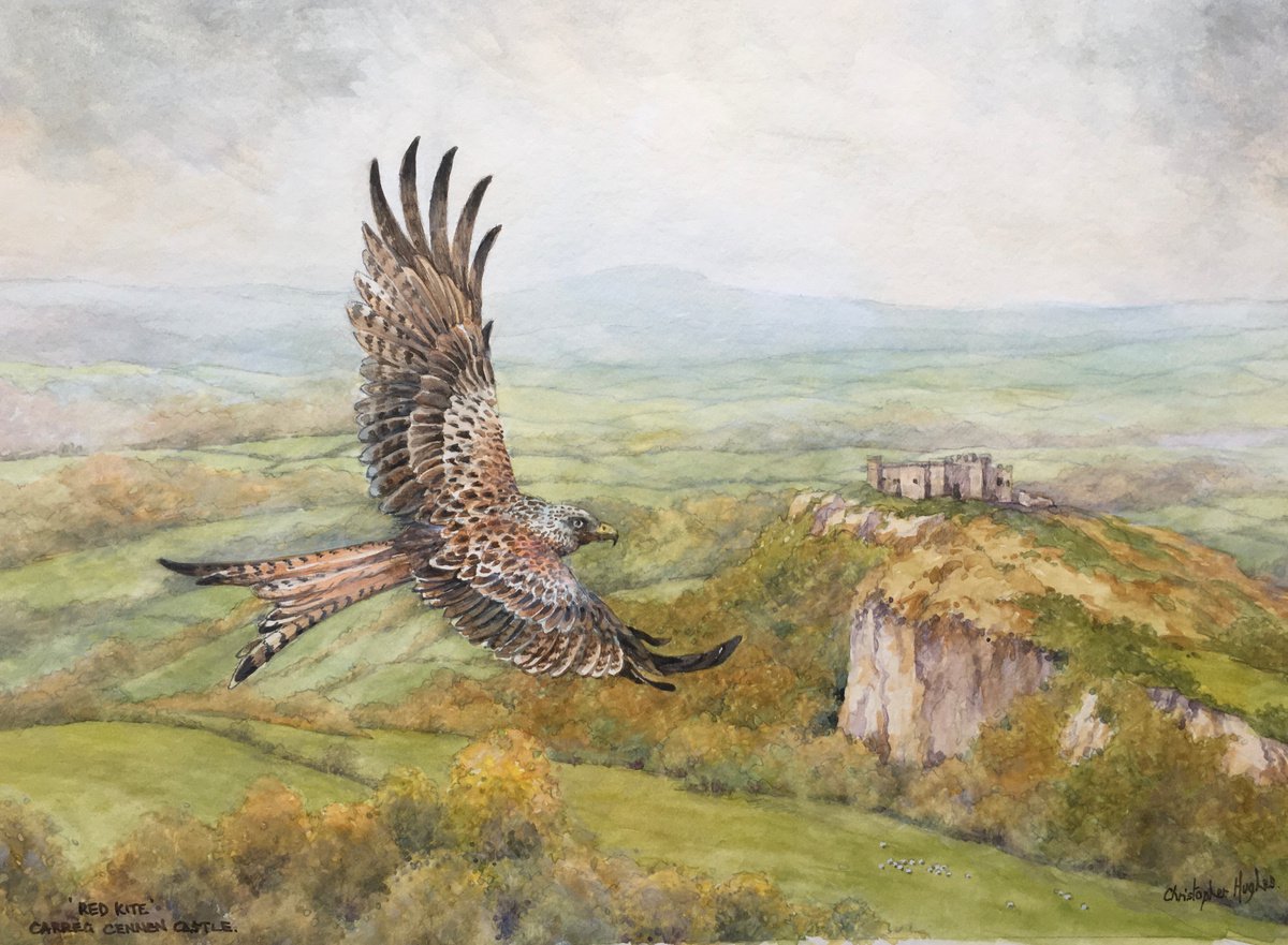 Illustrative Animal Watercolour By Christopher Hughes, 14 X 10, Red Kite. Carreg Cennen. Wales, Original Artwork