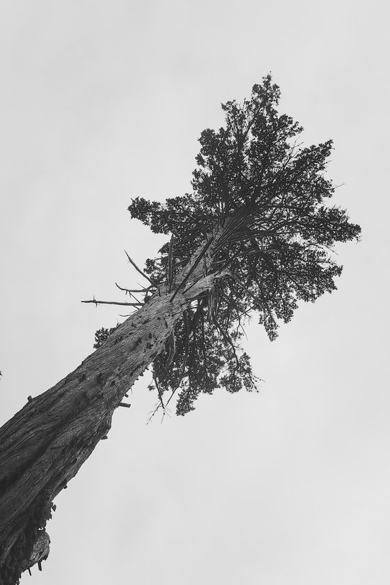 The Watcher