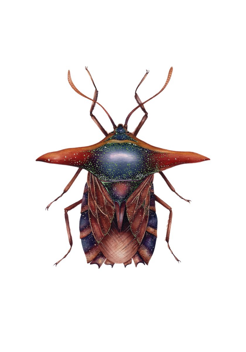 Photorealistic Animal Watercolour By Katya Shiova, 10 X 14", Pygoplatys Lancifer, The Ornate Shield Bug, Original Artwork