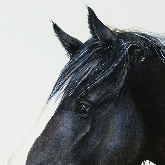 Black Knight Horse