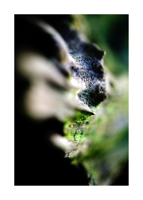 Macro Abstract Nature Photography 231 by Richard Vloemans