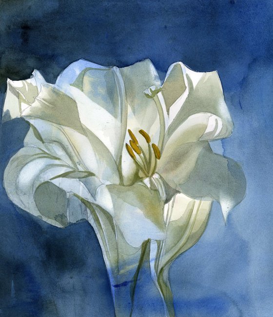 white lily in blue