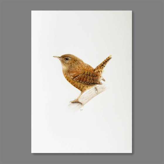 Wren