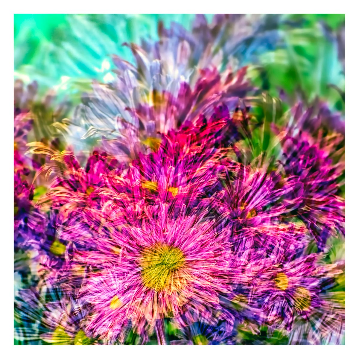 Abstract Flowers #9. Limited Edition 1/25 12x12 inch Photographic Print. by Graham Briggs