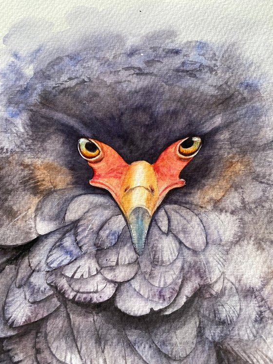 Ruffled Majesty: Portrait of the Bateleur Eagle