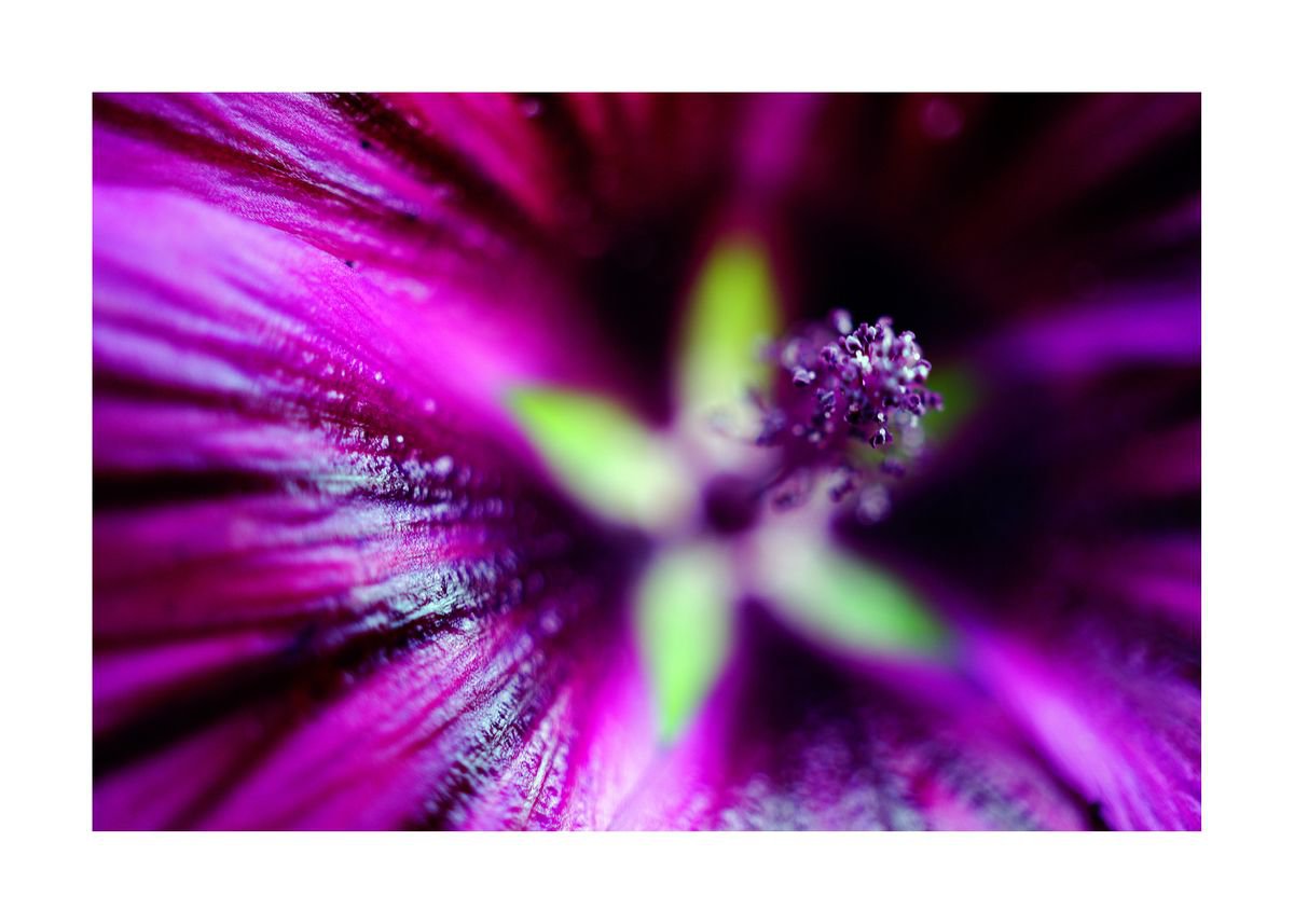 Abstract Pop Color Nature Photography 08 (LIMITED EDITION OF 15) by Richard Vloemans