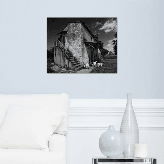 Goat House - Art Photo