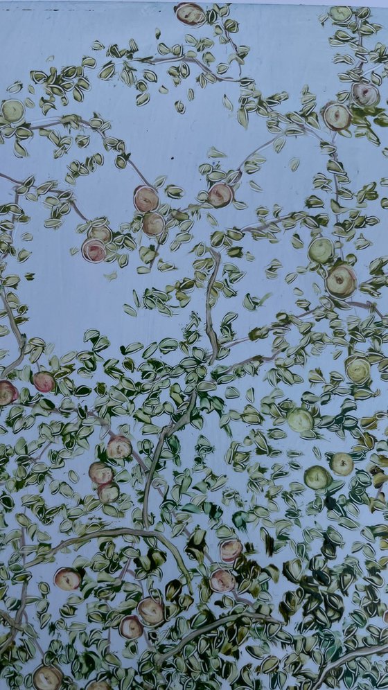 Apple trees and blue sky