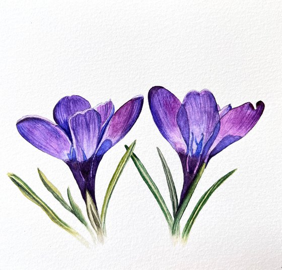 Crocuses