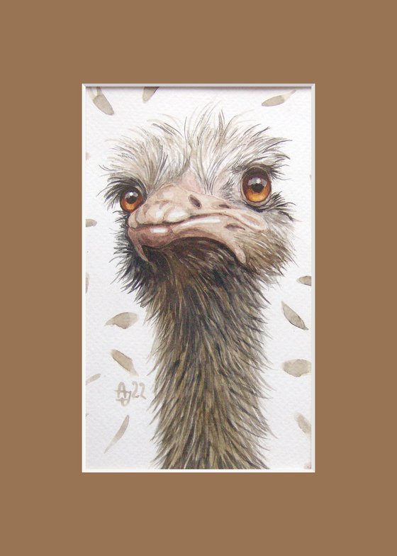 Ostriches are beautiful :)