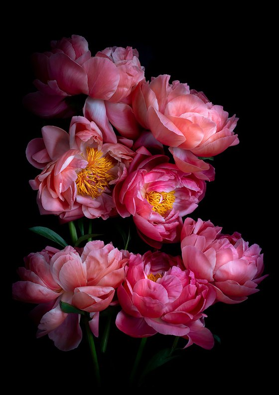 Paeonia ''Coral Sunset'