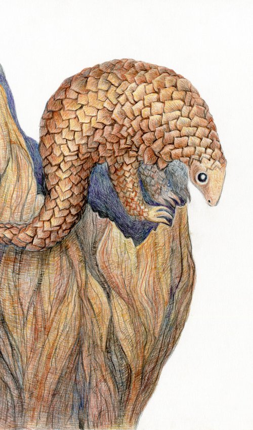 Pangolin original illustration by Liliya Rodnikova