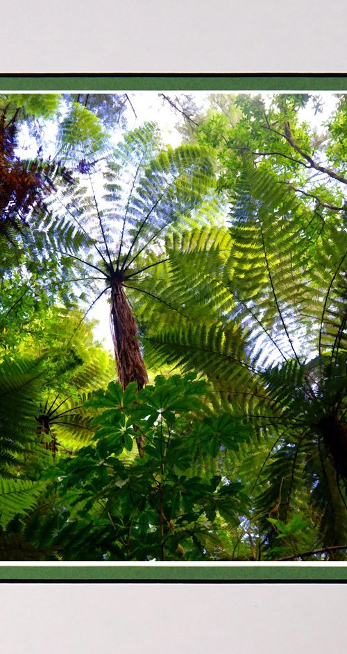 In the Rainforest New Zealand by Robin Clarke