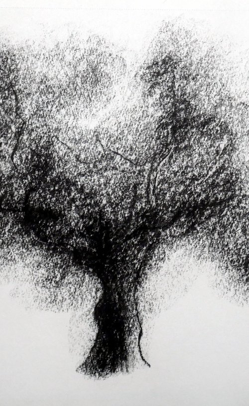 Dessin au fusain, Etude d'arbre by Lionel Le Jeune