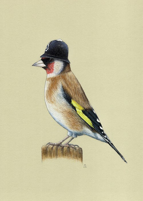 European goldfinch by Mikhail Vedernikov