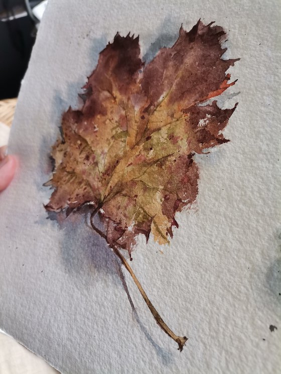 Still life with grape leaf and acorn. Details of nature